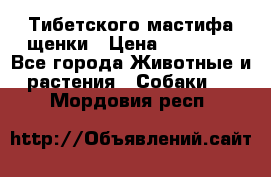  Тибетского мастифа щенки › Цена ­ 10 000 - Все города Животные и растения » Собаки   . Мордовия респ.